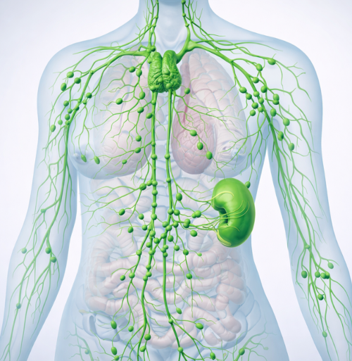 Das Lymphsystem (Lymphgef&auml;sssystem)